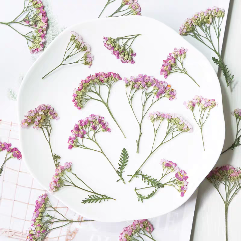 Resin Art Phone Case - 60pcs Pressed Dried Yarrow Achilleawilsonia Flower