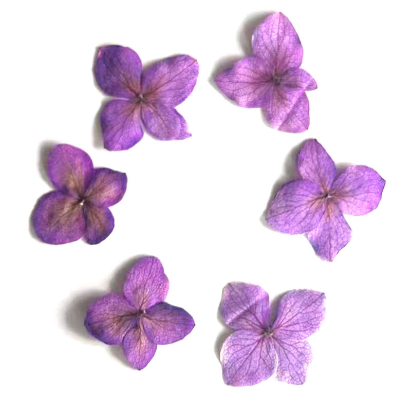 60Pcs Anna Hydrangea Color-Abs - Resin Art Frame ulasan dan harga