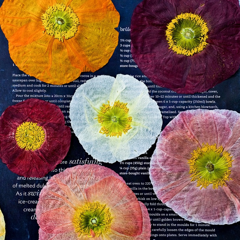 1pcs,Nature Field Poppy Presse - Resin Art Frame ulasan dan harga