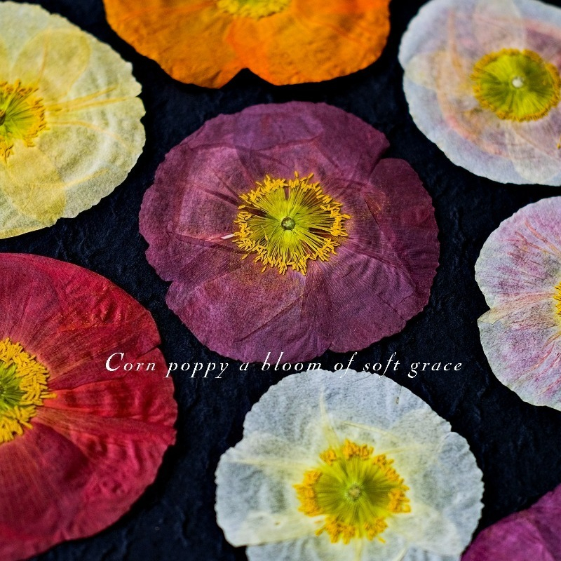 1pcs,Nature Field Poppy Presse - Resin Art Frame ulasan dan harga