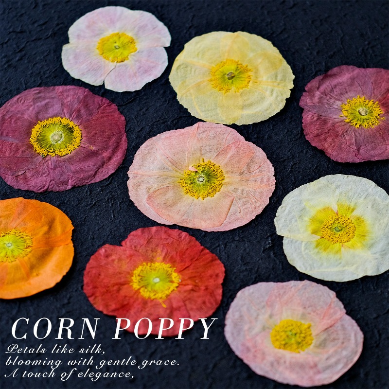 1pcs,Nature Field Poppy Presse - Resin Art Frame ulasan dan harga