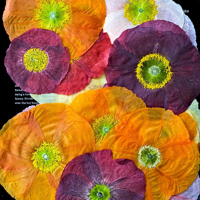 1pcs,Nature Field Poppy Presse - Resin Art Frame ulasan dan harga