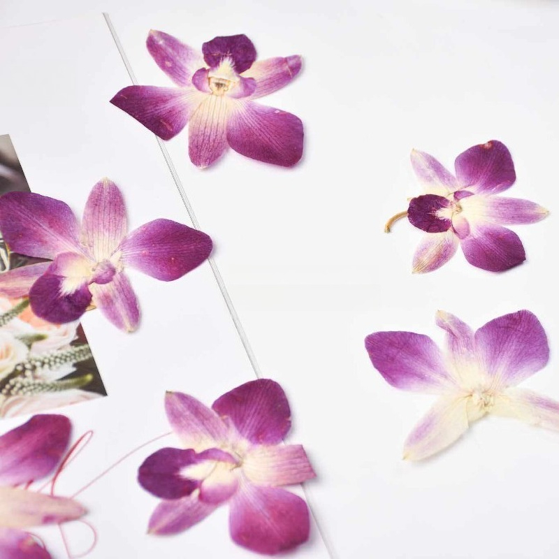 4pcs,Real Pressed Butterfly Or - Resin Art Frame ulasan dan harga