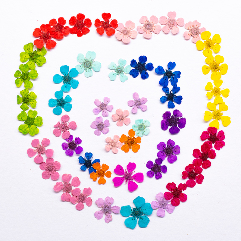 96Pcs Mini 1.5cm Natural Press - Resin Art Frame ulasan dan harga