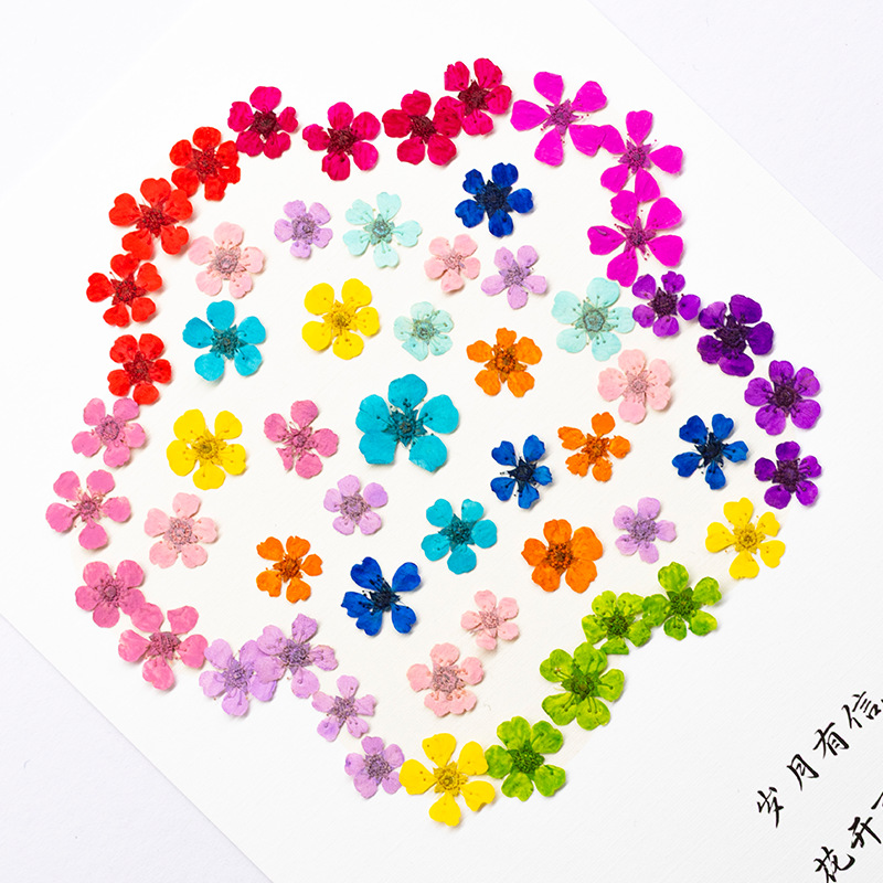 96Pcs Mini 1.5cm Natural Press - Resin Art Frame ulasan dan harga