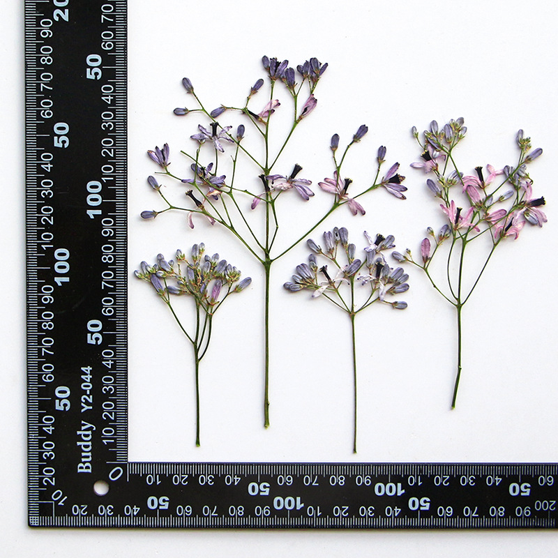 60Pcs Neem Tree Flower Branche - Resin Art Frame ulasan dan harga