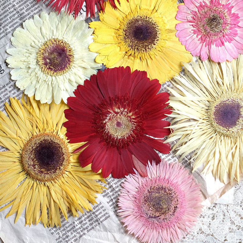 1pcs/7-9cm,Pressed Gerbera Dri - Resin Art Phone Case ulasan dan harga