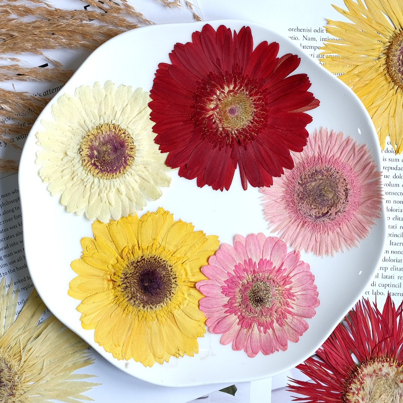 1pcs/7-9cm,Pressed Gerbera Dri - Resin Art Phone Case ulasan dan harga
