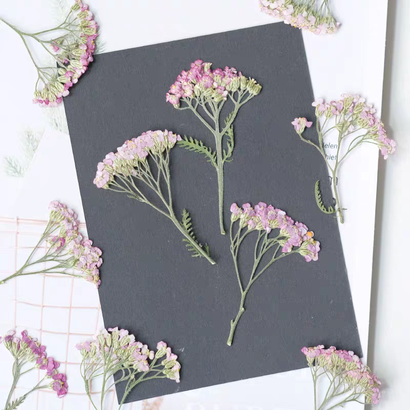 60pcs Pressed Dried Yarrow Ach - Resin Art Phone Case ulasan dan harga