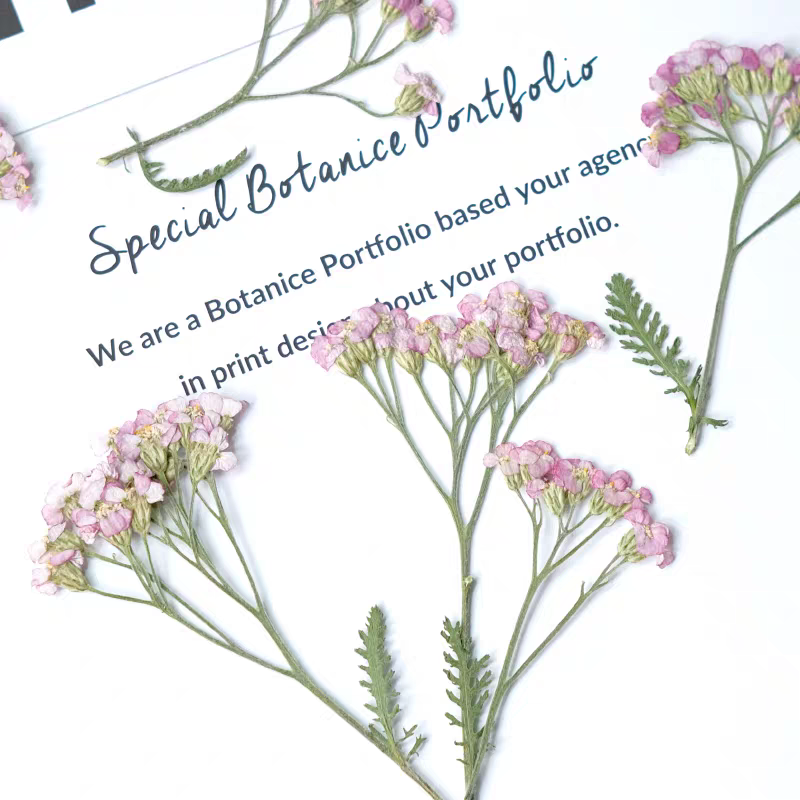 60pcs Pressed Dried Yarrow Ach - Resin Art Phone Case ulasan dan harga