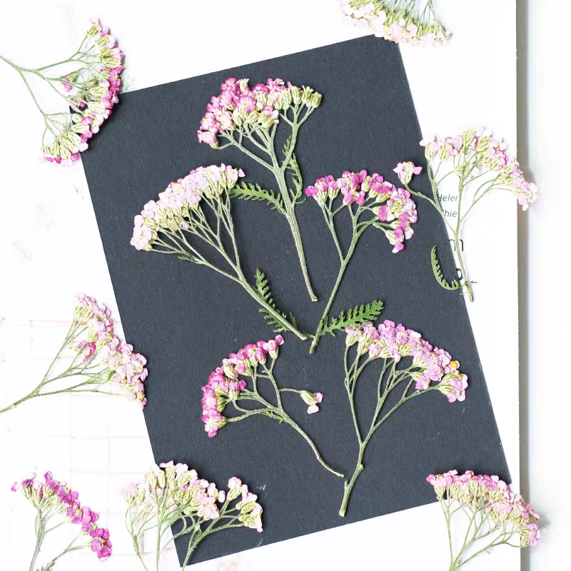 60pcs Pressed Dried Yarrow Ach - Resin Art Phone Case ulasan dan harga