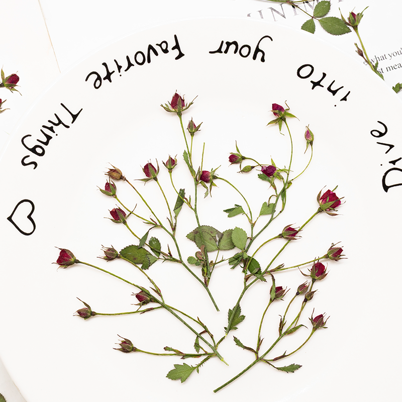 12pcs,Dried Rose Multi Bud Bra - Resin Art Rose ulasan dan harga