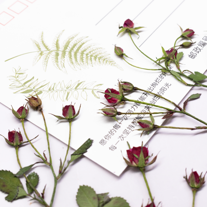12pcs,Dried Rose Multi Bud Bra - Resin Art Rose ulasan dan harga
