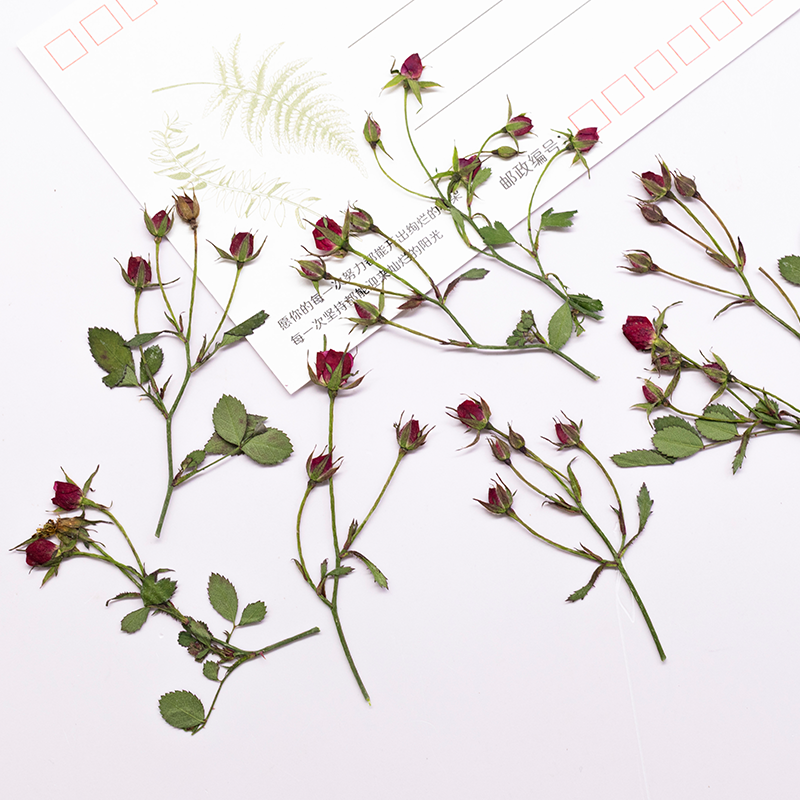 12pcs,Dried Rose Multi Bud Bra - Resin Art Rose ulasan dan harga